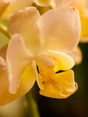 flower orchidea nature exotic plants colours