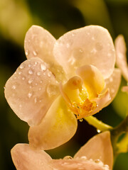 flower orchidea nature exotic plants colours