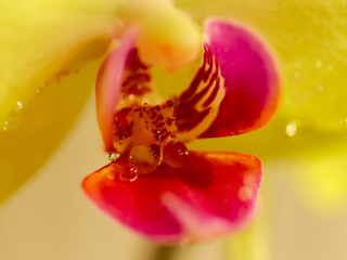 flower orchidea nature exotic plants colours
