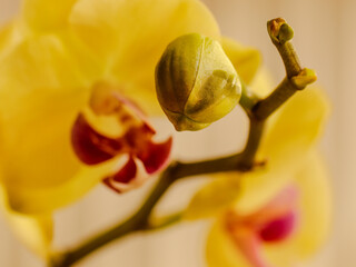 flower orchidea nature exotic plants colours