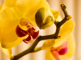 flower orchidea nature exotic plants colours