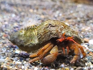 Hermit Crab With a Friend
