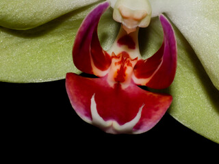 flower orchid orchidea bloom close up