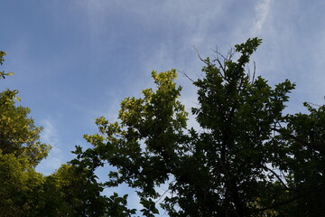 Treetop 