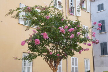 A detail in a small square with a flowerbed and a flowering tree in the historic center of Brescia. Lombardy, Italy