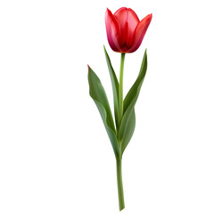 tulip flower isolated on transparent background cutout