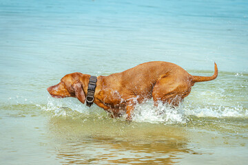 Eine Vizsla Hündin rennt voller Freude durch das Wasser eines Sees.