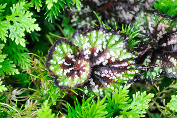 Begonia casey corwin, Begonia Tornado or Begonia Fireworks orRex Begonia or Begonia and fern