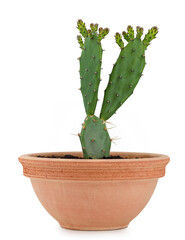 small cactus, opuntia vulgaris in terracotta flower pot isolated on white background