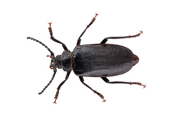 Black longhorn beetle, Prionus coriarius isolated on white background, top view of black beetle also known as tanner or sawyer