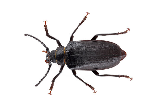 Black longhorn beetle, Prionus coriarius isolated on white background, top view of black beetle also known as tanner or sawyer