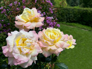 Beautiful tea roses flowers in garden