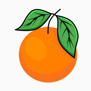 recommend clip art: vintage orange fruit, on white background. Healthy food vector illustration