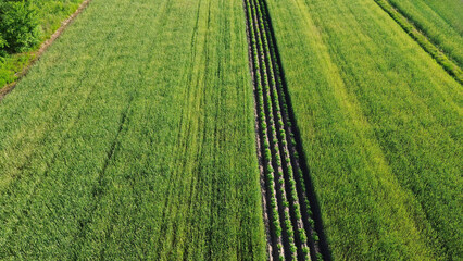Aerial Shot of Dense Green Agriculture Land