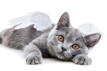 Closeup Frontal View of a Cute Lying Grey Cat with Angel Wings and Little Kitten Isolated on White Background