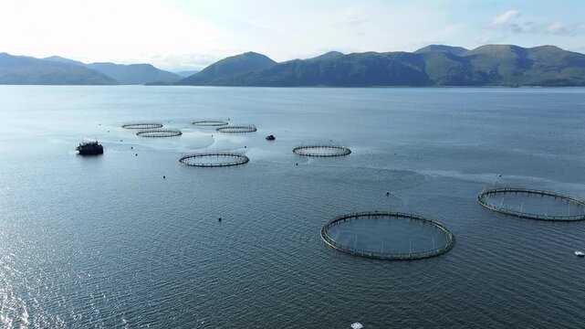 Aquaculture Farming Nets Containing Intensively Farmed Fish