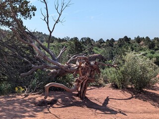 tree in the desert