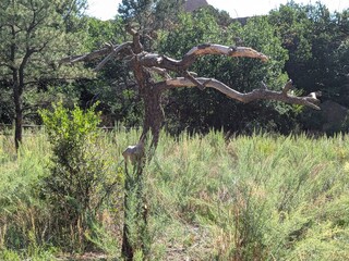 tree in the serengeti