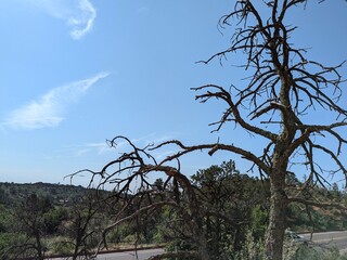 tree and sky