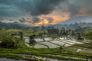 The Güne side of Bali, Güne rice terraces in the original Bali. Rice cultivation surrounded by...