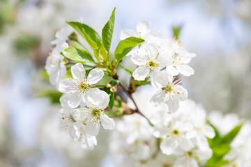 white flowers of a cherry tree in spring