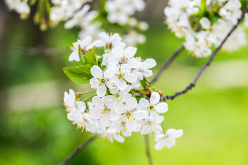 white flowers of a cherry tree in spring