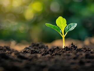 Fototapeta premium A young seedling with vibrant green leaves emerging from rich soil, bathed in warm sunlight, symbolizing growth, new beginnings, and nature's cycle.