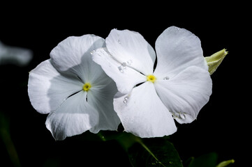 Blooming white Catharanthus on a black background