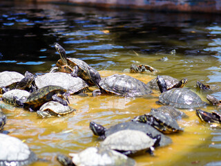 turtle in water reptile animal