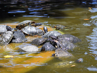 turtle in water reptile animal