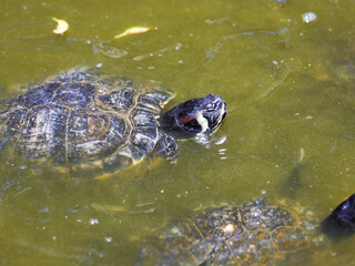 turtle in water reptile animal
