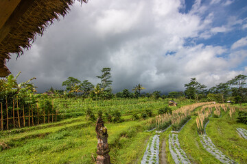 The Güne side of Bali, Güne rice terraces in the original Bali. Rice cultivation surrounded by...