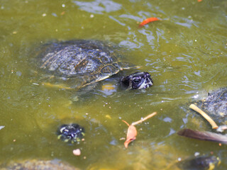turtle in water reptile animal