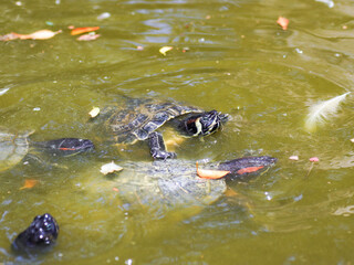 turtle in water reptile animal