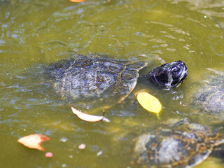 turtle in water reptile animal