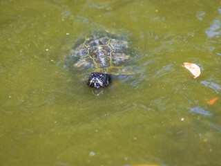turtle in water reptile animal
