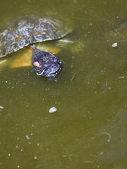 turtle in water reptile animal