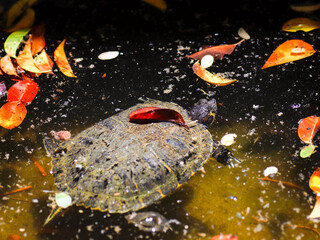 turtle in water reptile animal