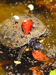 turtle in water reptile animal