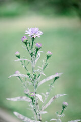 beautiful flowers photography close up looks