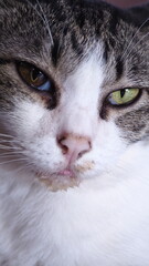 The cat has gingivitis, the lower lip is wet with saliva, and the tongue is always sticking out.