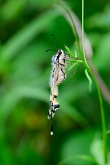Segelfalter // Scarce swallowtail (Iphiclides podalirius) - Sozopol, Bulgarien
