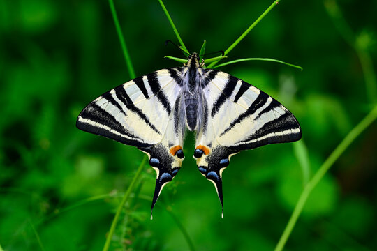 Segelfalter // Scarce swallowtail (Iphiclides podalirius) - Sozopol, Bulgarien