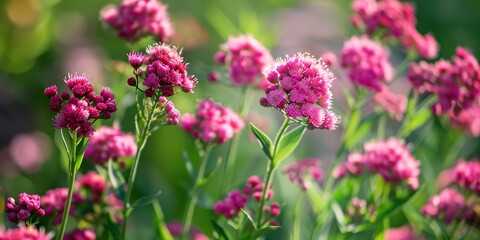 Crimson valerian, scientifically known as Centranthus ruber, is a vibrant flowering plant.