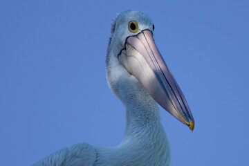 A close up of a shaded white pelican looking directly into the camera with a grumpy expression on a blue sky background