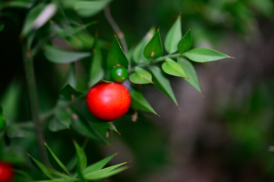 Butcher's-broom // Stechender M&auml;usedorn (Ruscus aculeatus) - Bulgaria