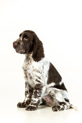 English springer spaniel puppy on white background