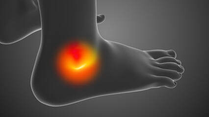 Ankle discomfort occurs in the human body