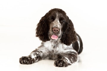 English springer spaniel puppy on white background