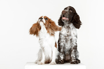 English springer spaniel puppy on white background